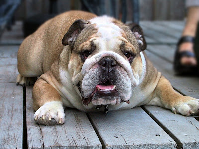 bulldog wallpaper. Animals Wallpapers, Animals