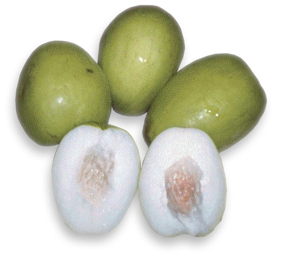 Groente en Fruit voor jou! Jujube