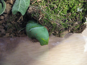 hornworm wandering digging settles
