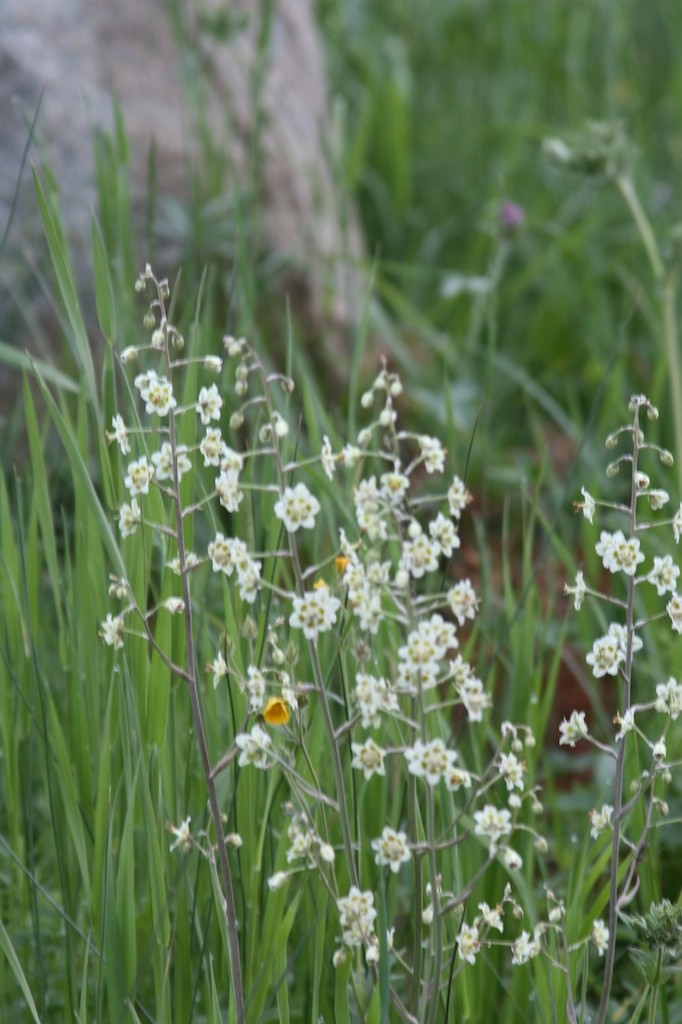 Colorado Wildflowers