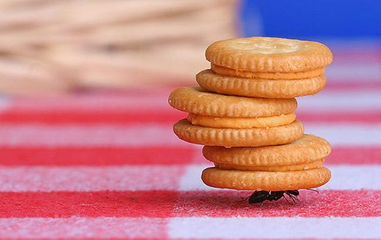[ant.JPG]