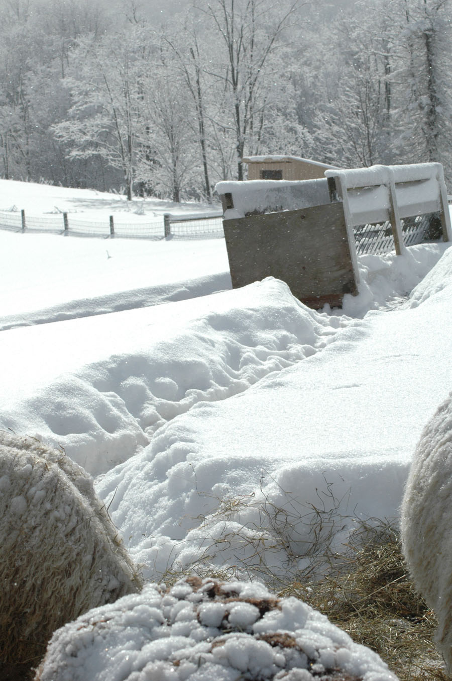 [sheep+trails+011010.jpg]
