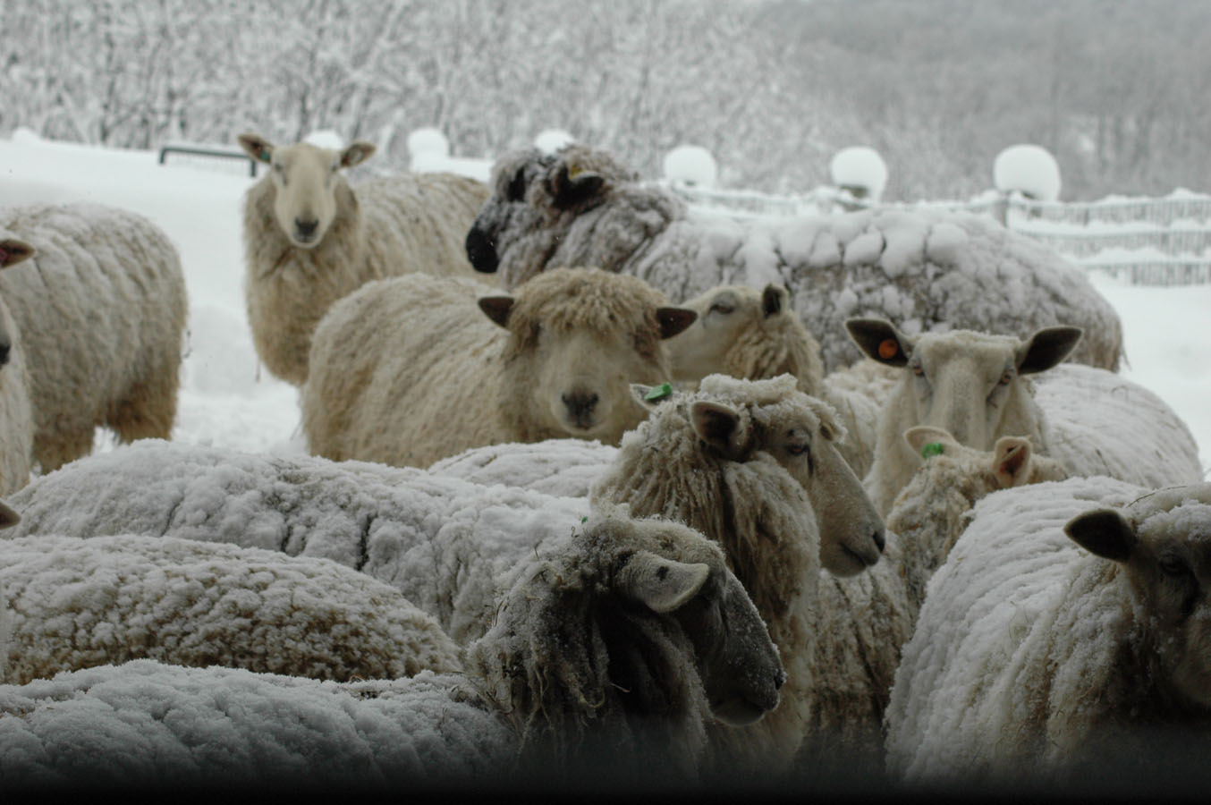 [stranded+barn+sheep+21410.jpg]