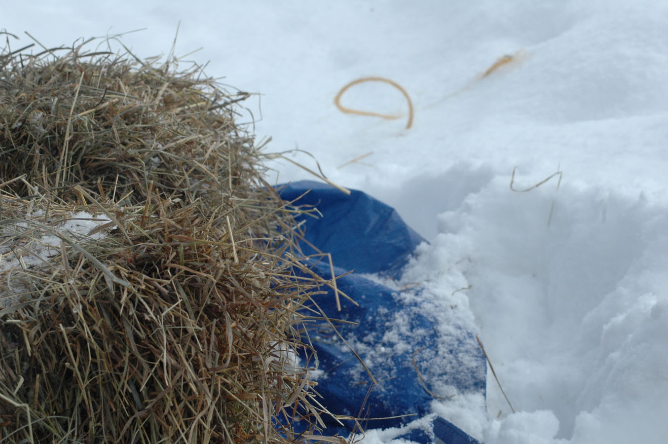[hay+sled+21401.jpg]