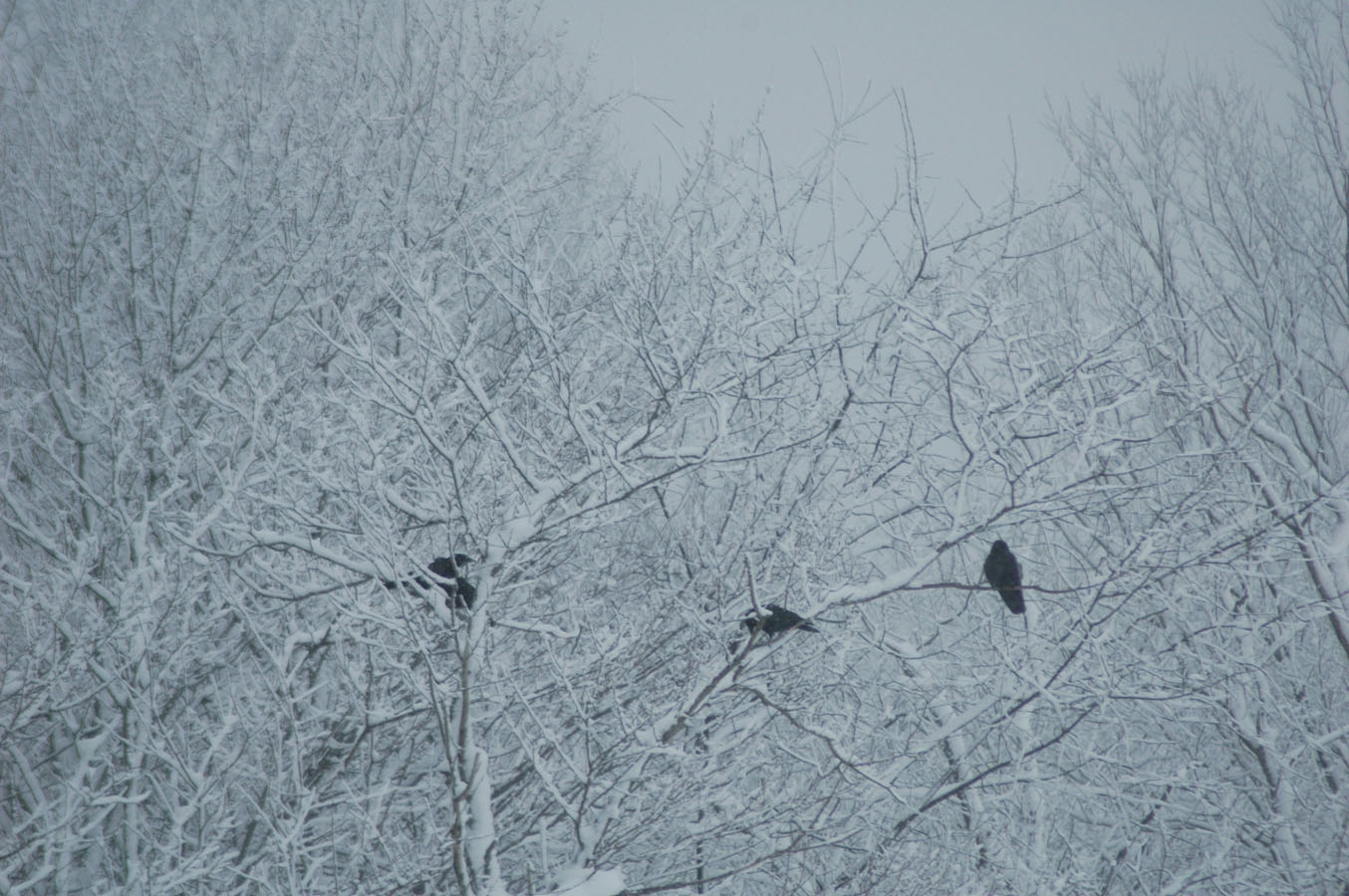 [crows+waiting.jpg]