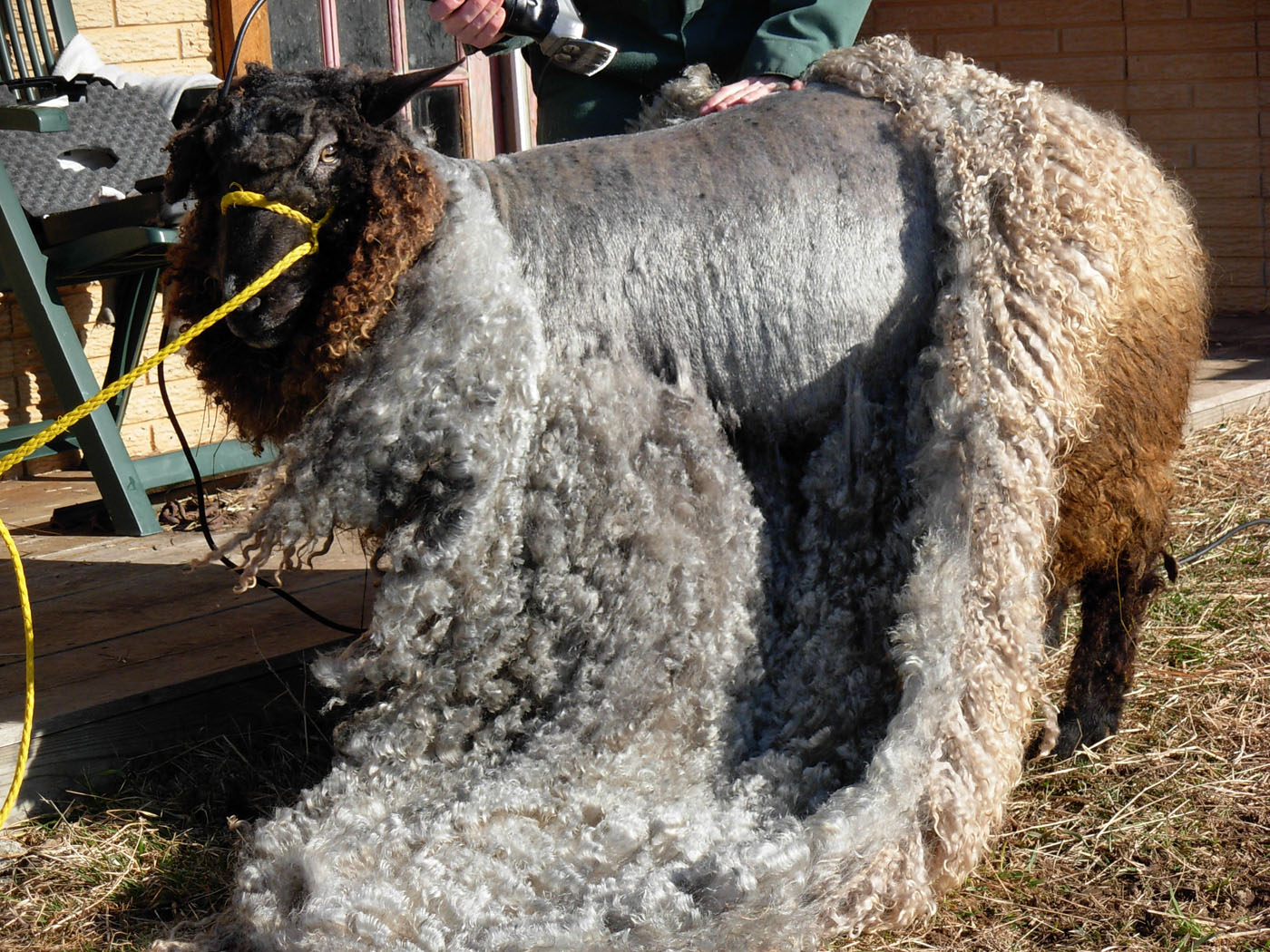 [poseidon+shearing+31710.jpg]