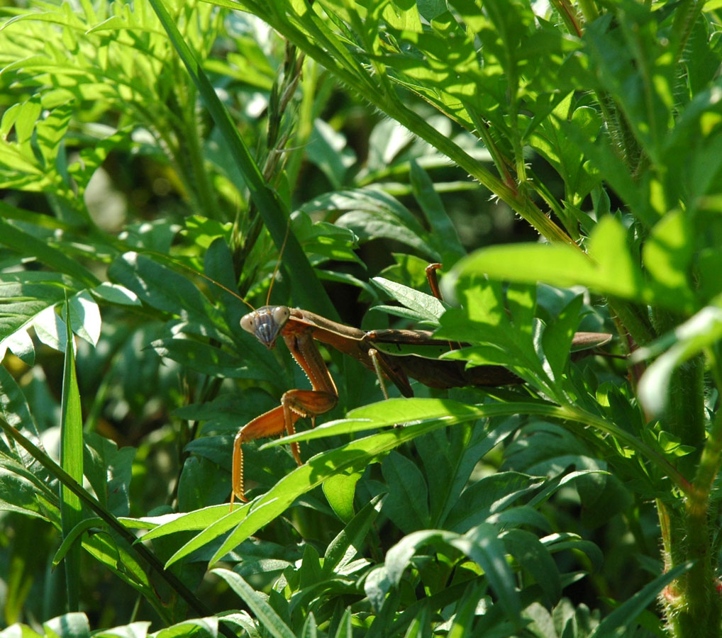 [praying+mantis+cosmos.jpg]
