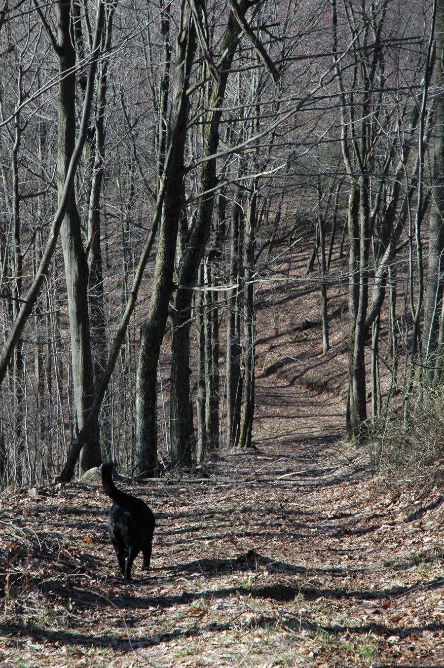 [raven+spring+walk.jpg]