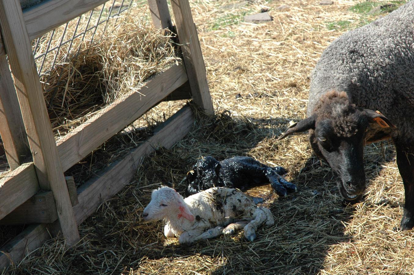 [40+ewe+and+ram+lamb+0409.jpg]