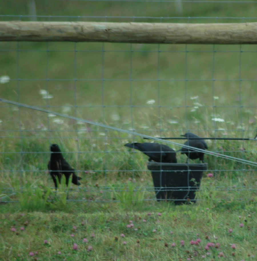 [crows+breakfast+a+72609.jpg]