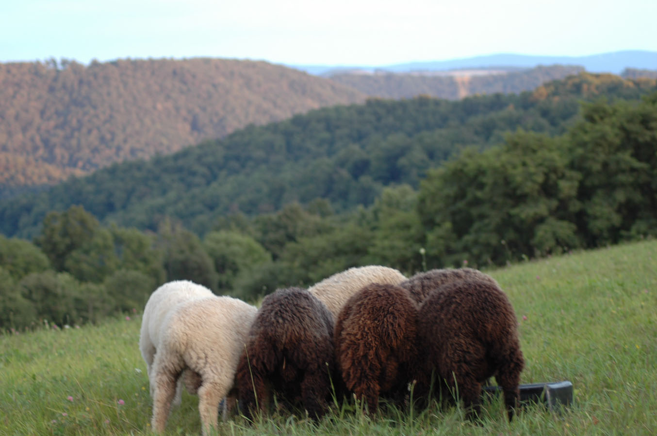 [lambs+graveyard+field+a+0709.jpg]