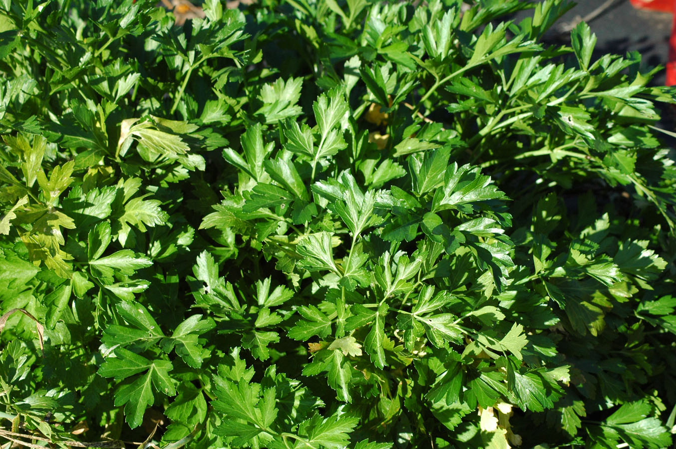 [parsley+110809.jpg]