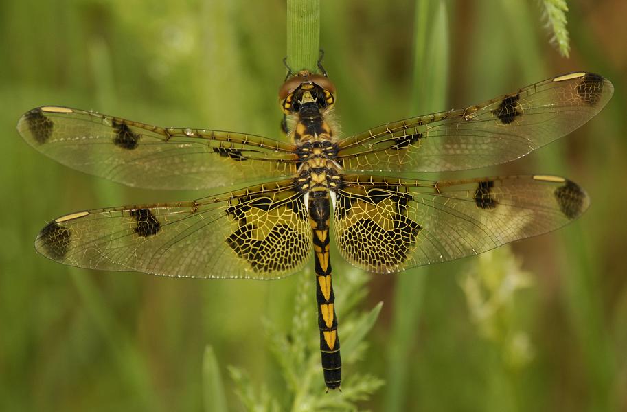 Dragonfly+wings+template