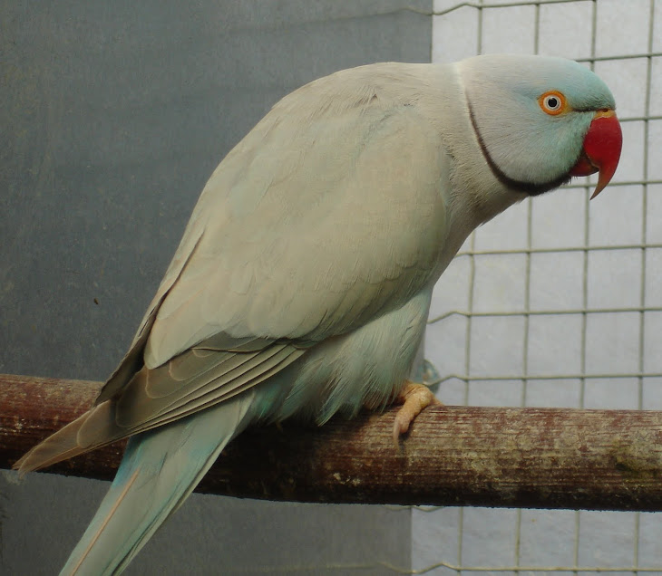 RING NECK AZUL CANELA (SKYBLUE)