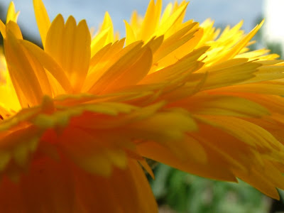 Calendula Officinalis