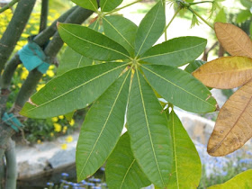 pictures of elm tree leaves. elm tree leaves pictures.