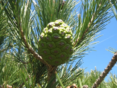 Stone Pine Kernels