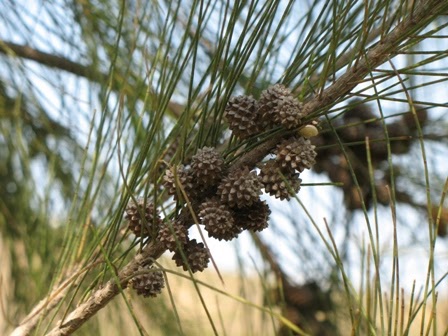 australian pine tree casuarina invasive equisetifolia species cones