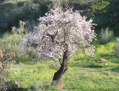 The Almond trees (Prunus