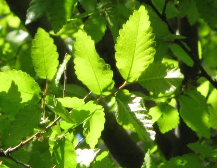 Zelkova+carpinifolia