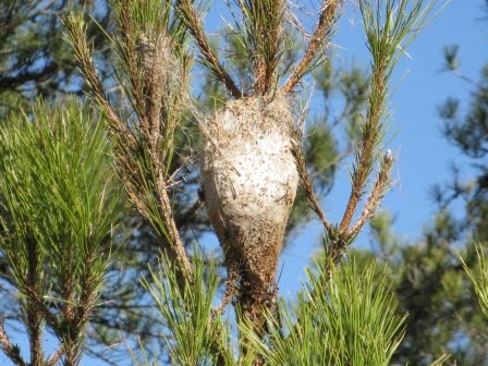 Moths Nest