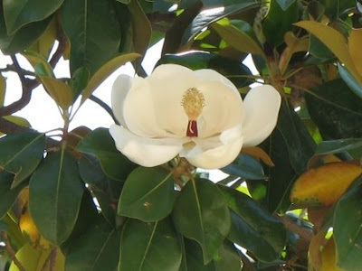 southern magnolia tree leaves. southern magnolia tree flower.