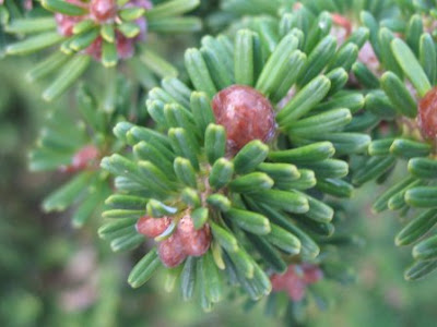 Abies Nordmanniana