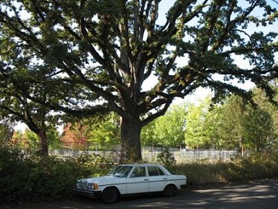 oak tree species