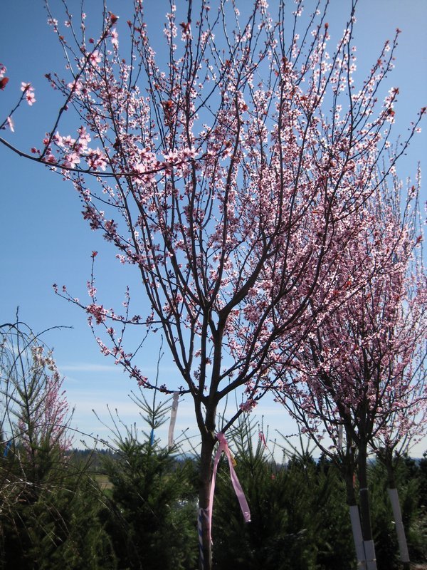 [20090330+thundercloud+plum01.jpg]