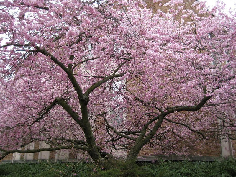 [20090330+UW+cherry05.jpg]