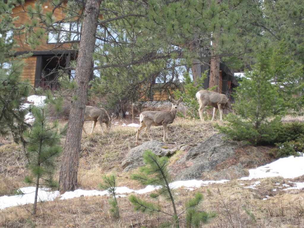 [20090423+RockyMountainCO_052+.jpg]