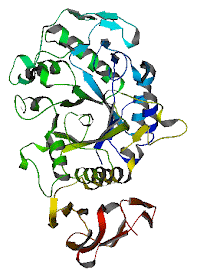 alpha Amylase