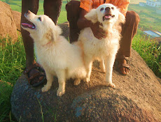 A Pair of White Joy