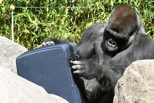 american tourister gorilla