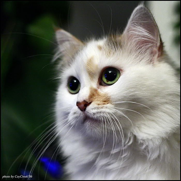 Eye's Of Kittens