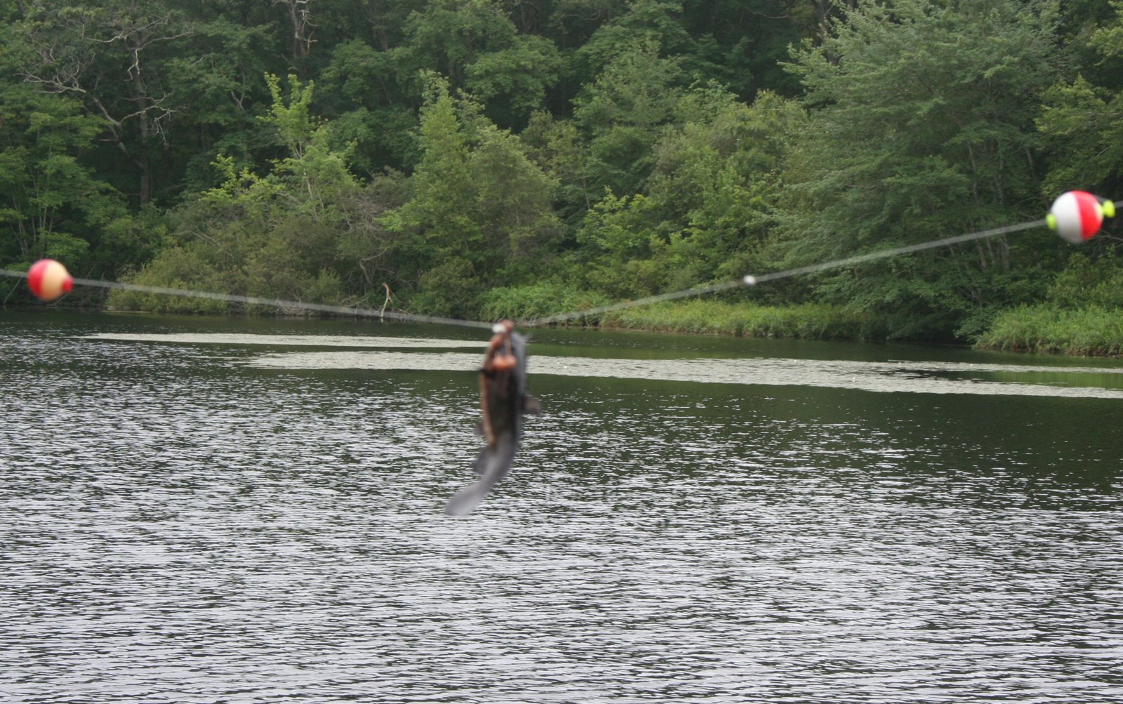 [fishing-fish.JPG]