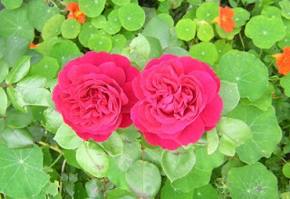 اجمل الورود وارق الزهور Tess+3