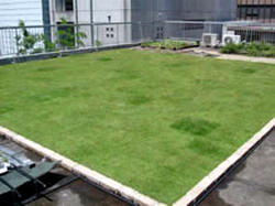 RUMAH KITA: Taman diatas atap