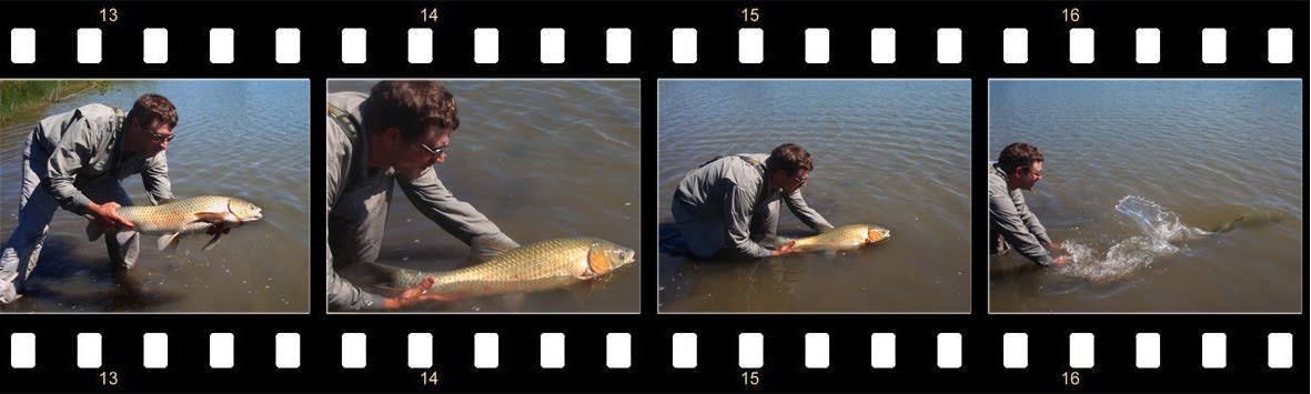 Fly Fishing for Common Carp common carp fishing. Fly Fishing for Common Carp