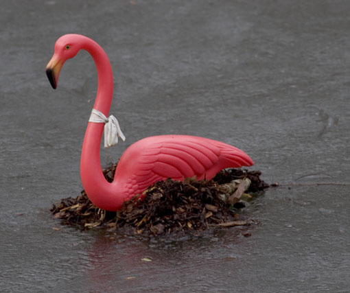 [9135_flamingo.jpg]