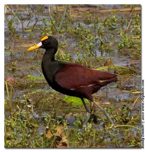 [9354_jacana_northern_ds.jpg]