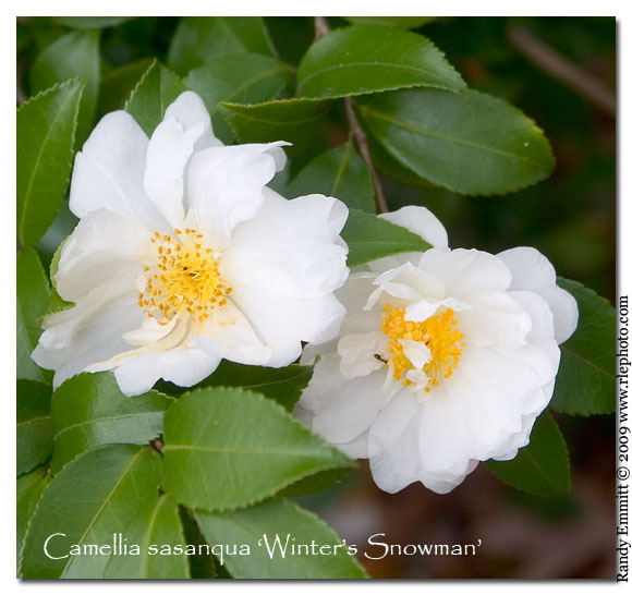 Randy & Meg's Garden Paradise Camellias White 10 Different Ones!