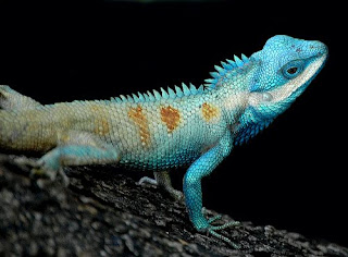 Blue Crested Lizard