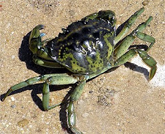 Cangrejo verde (coñeta)