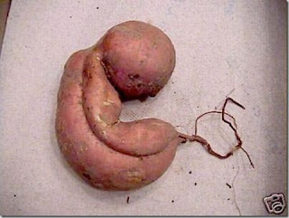 kentang sayur aneh