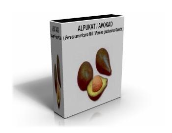advokad atau alpukat