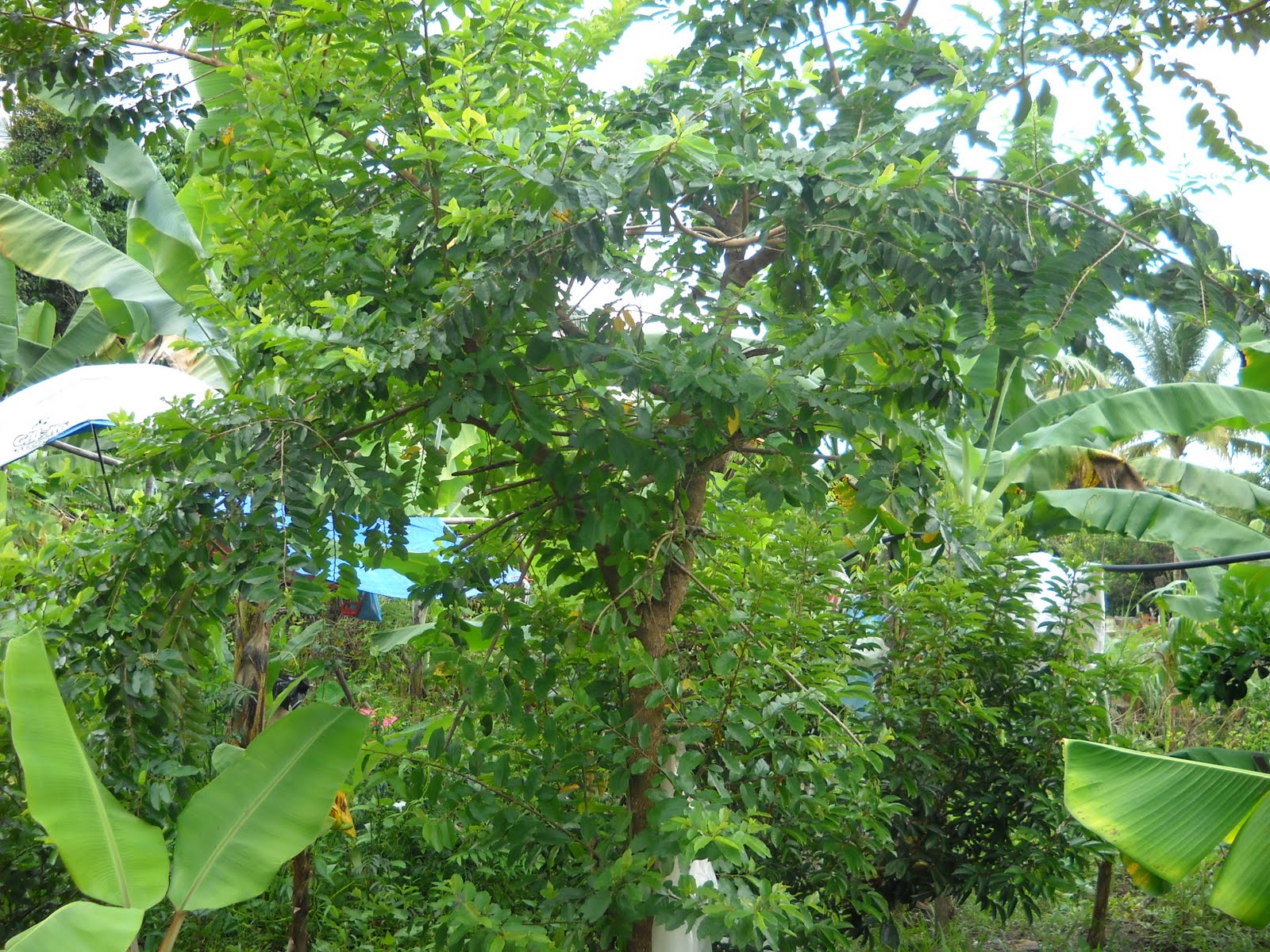 pokok kacang tanah