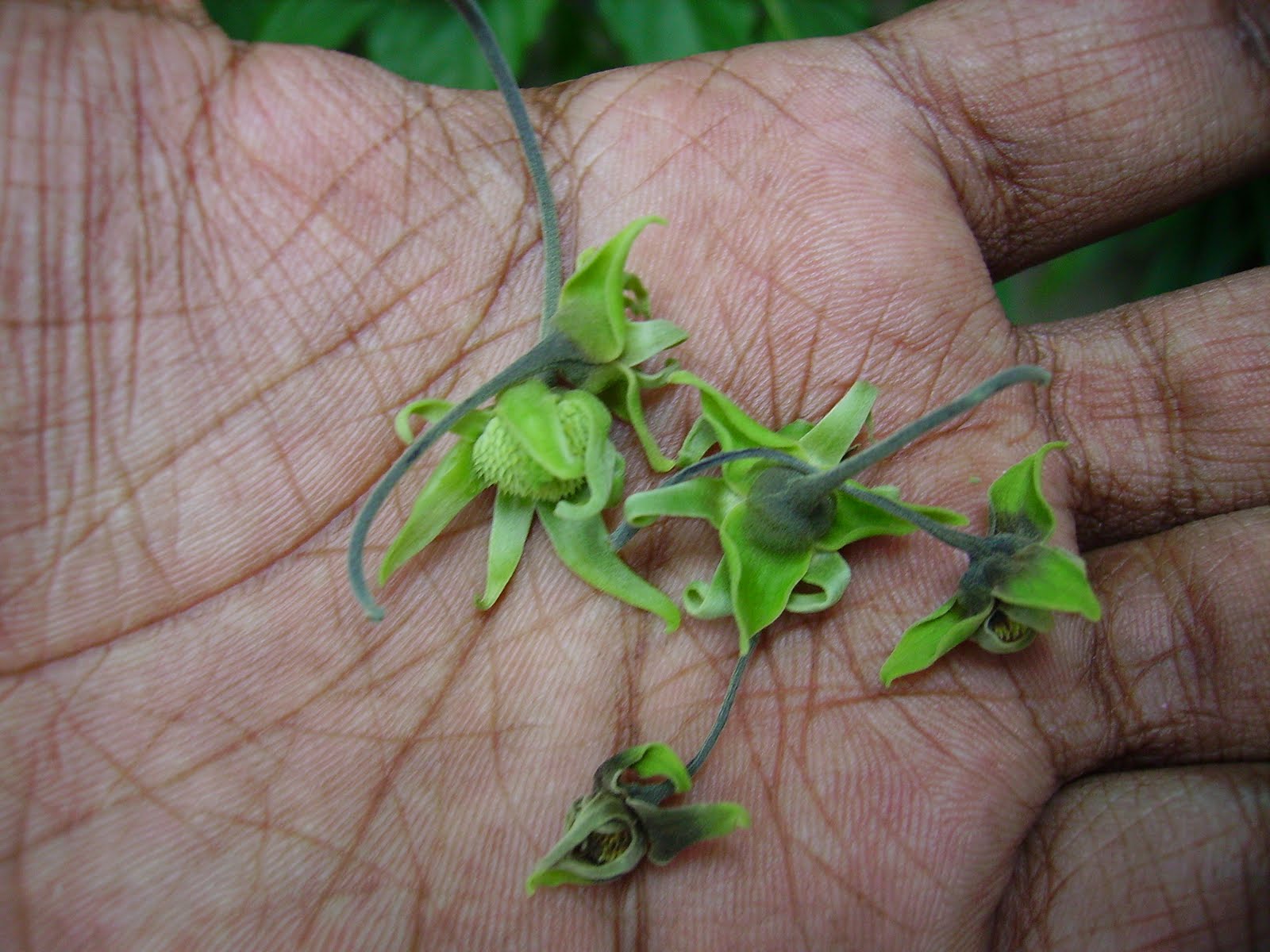 Garden Chronicles: Fragrant Flowers in My Garden