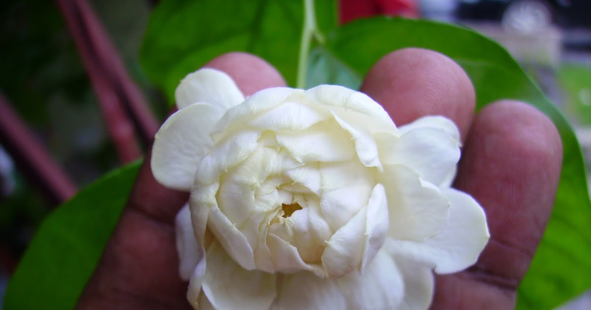Garden Chronicles: Fragrant Flowers in My Garden