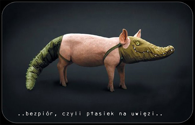 ..bezpiór, czyli ptasiek na uwięzi..